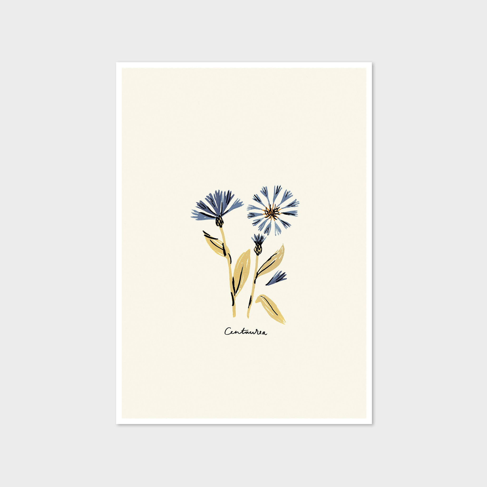 Centaurea Print - Blue Floral