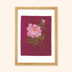 Pink Peony Floral Botanical Art Print