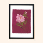 Pink Peony Floral Botanical Art Print