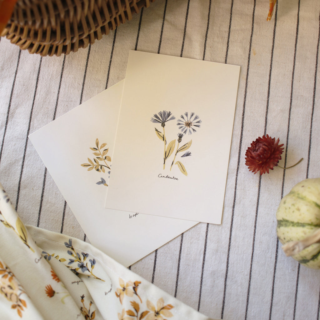 Centaurea Flower Postcard