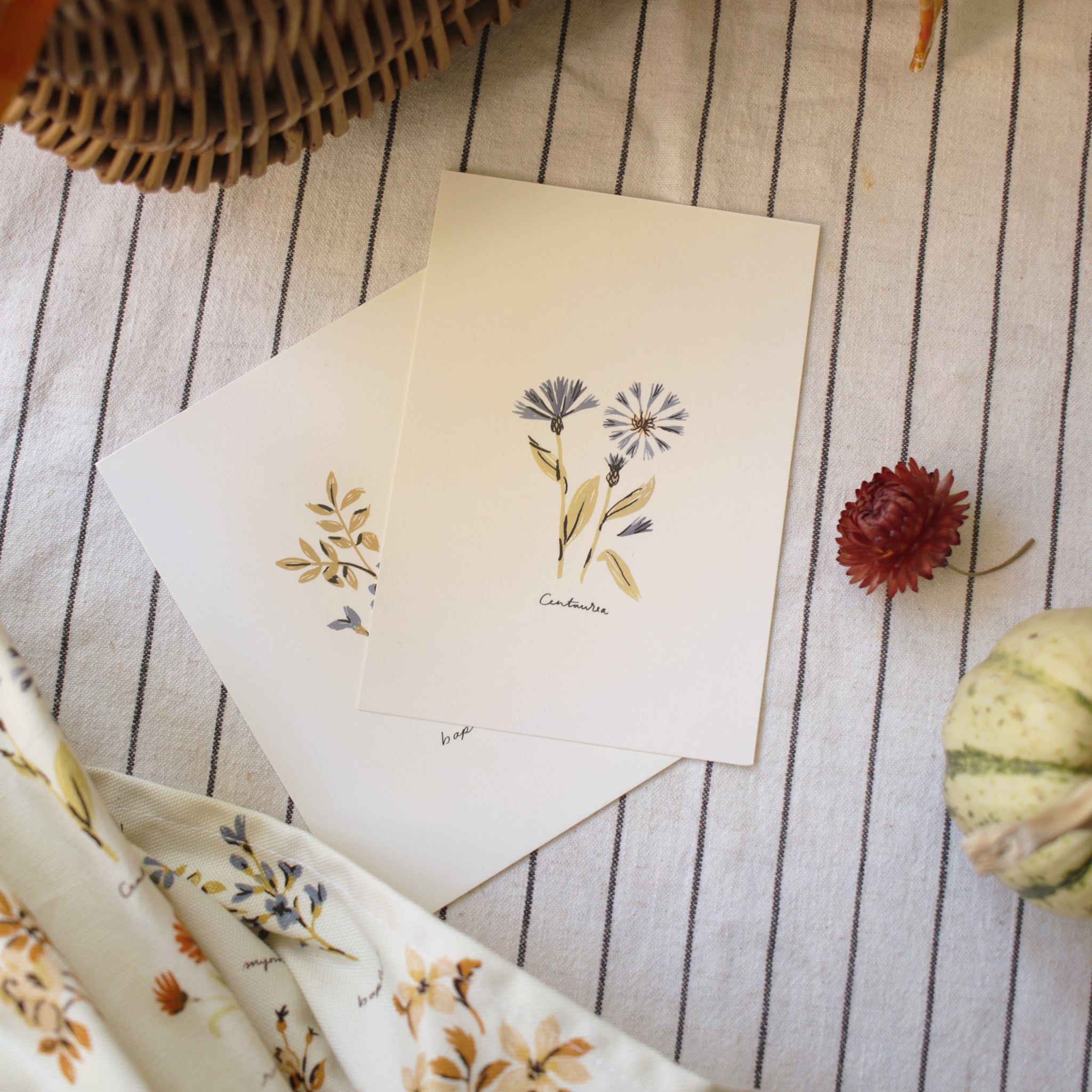 Centaurea Flower Postcard