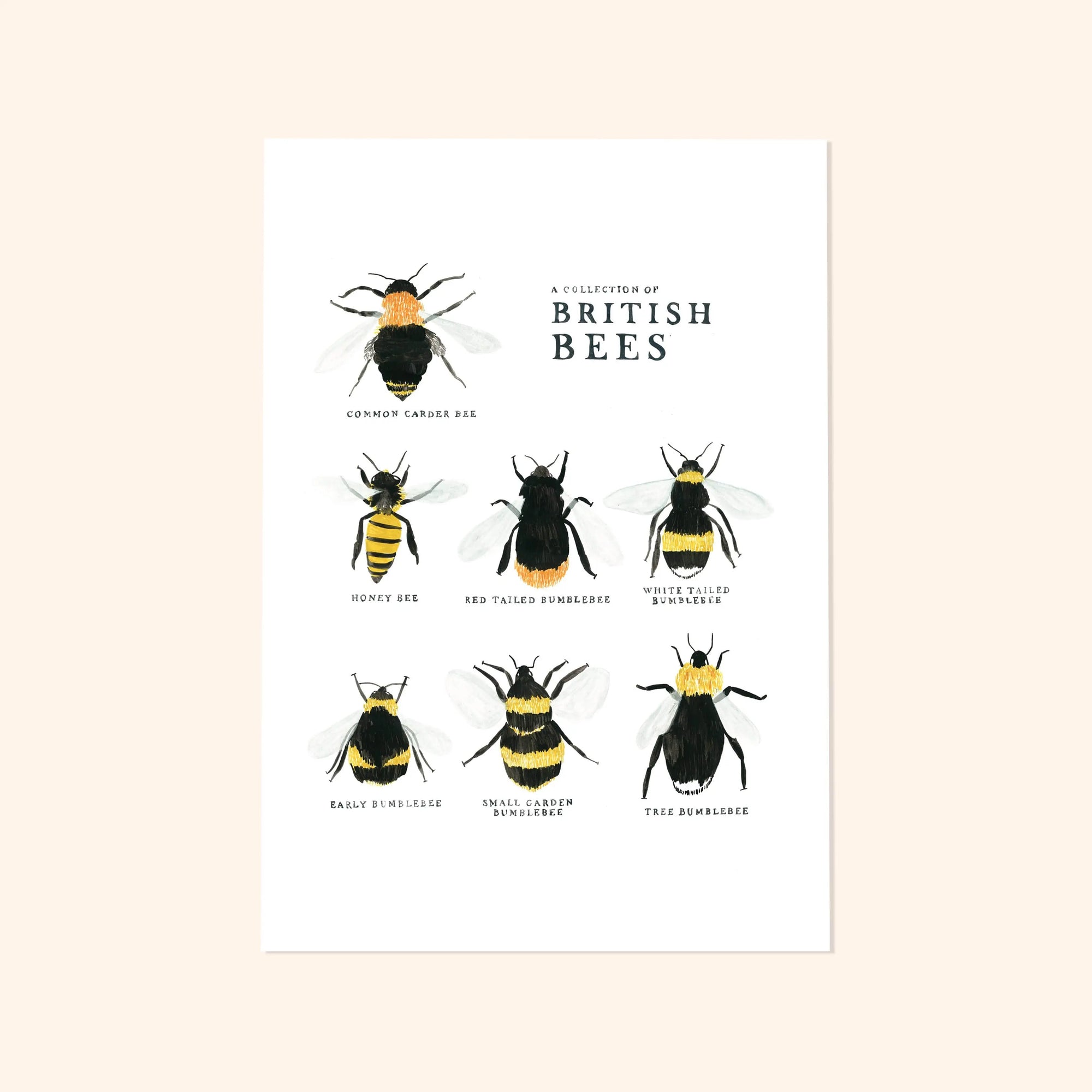 Bee Art Print - A Collection of British Bees