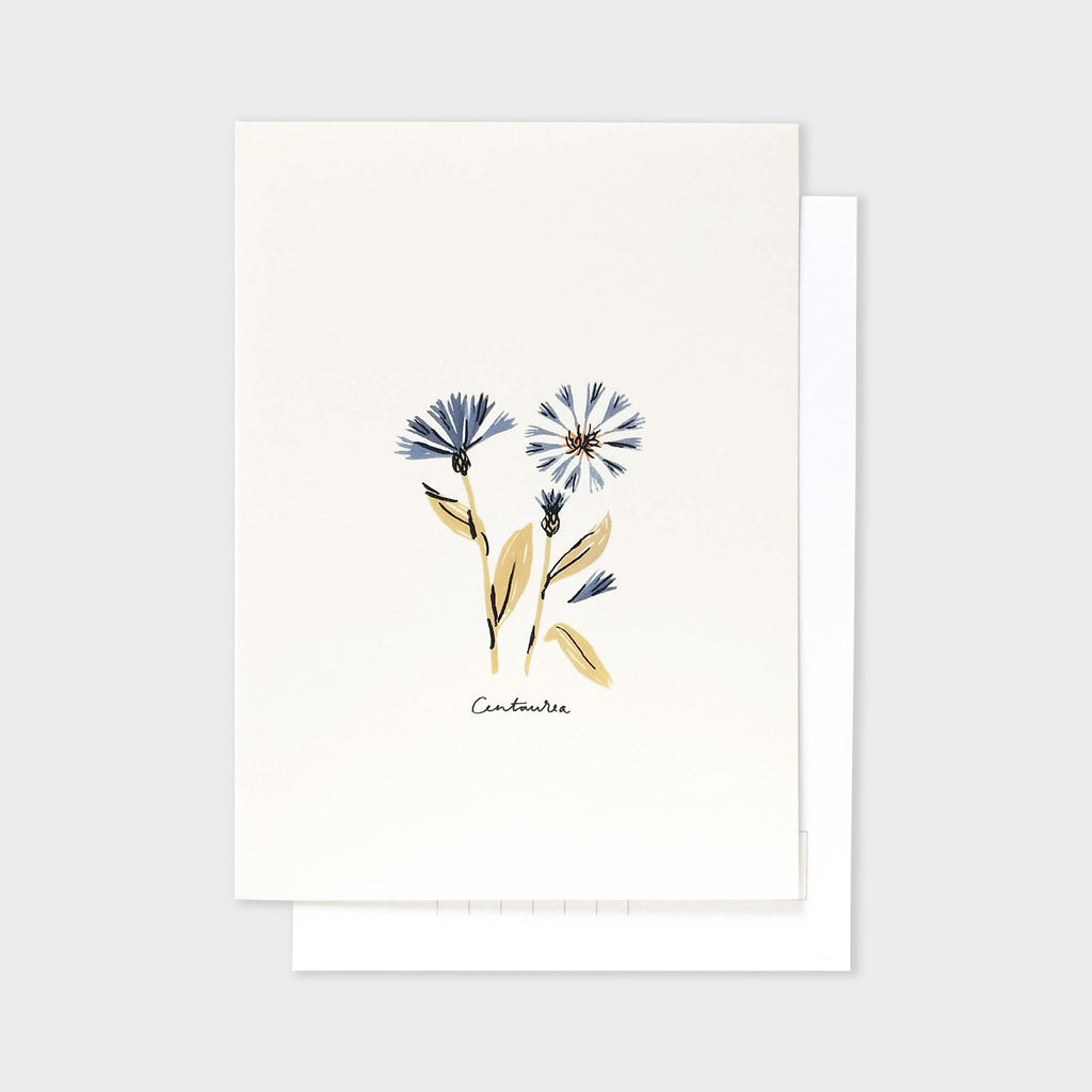 Centaurea Flower Postcard