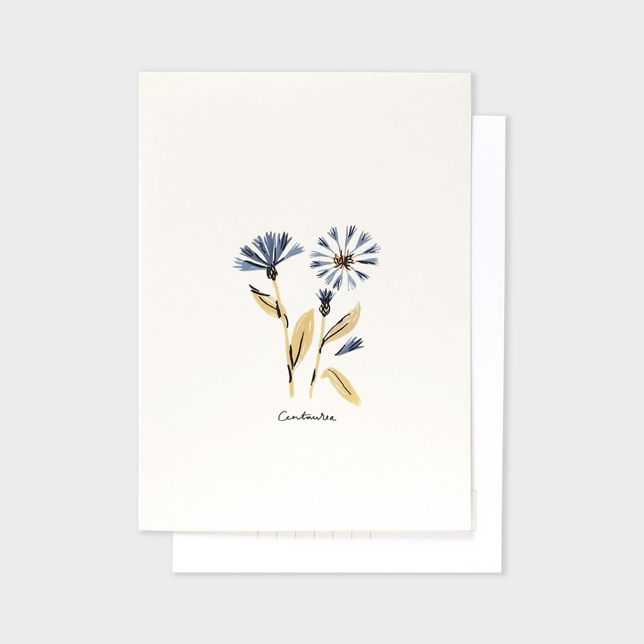 Centaurea Flower Postcard